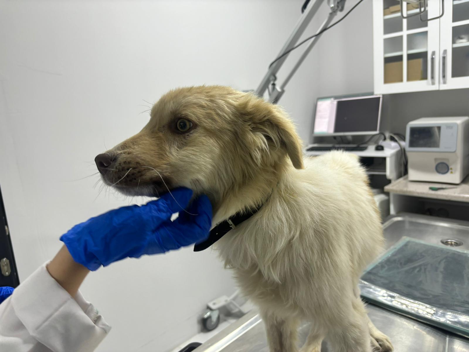 Konyalı hayvansever çarptığı köpeği tedavi ettirip sahiplendirdi