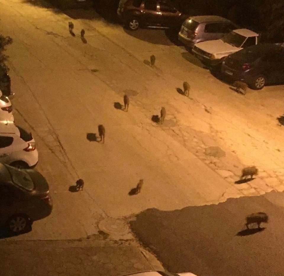 Aydın'da bu mahalleyi domuzlar işgal etti: Mahalleyi basan domuzlar tehlike saçıyor