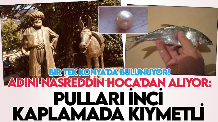 Bir tek Konya'da bulunuyor! Adını Nasreddin Hoca'dan alıyor: Pulları inci kaplamada kıymetli