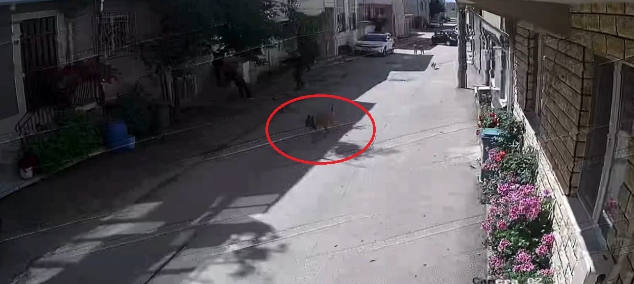 Sokak köpeği dehşeti sürüyor: 3 çocuğa saldırdılar