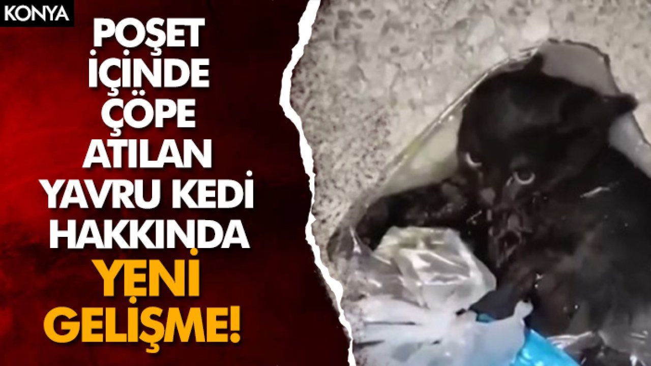 Konya'da poşet içinde çöpe atılan yavru kedi hakkında yeni gelişme!