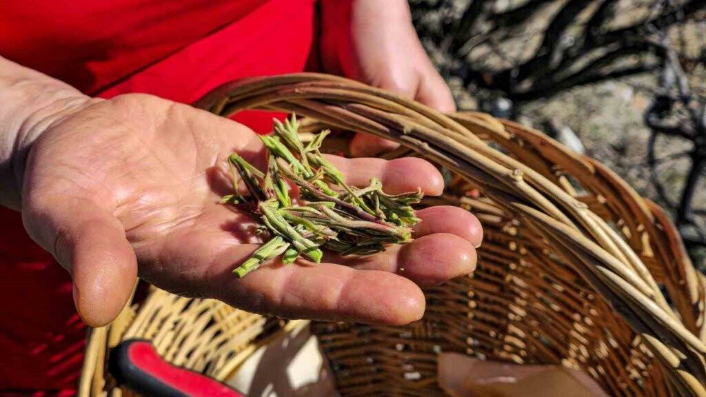Her yerde kahve olarak biliniyor ama kolon kanserine iyi geliyor