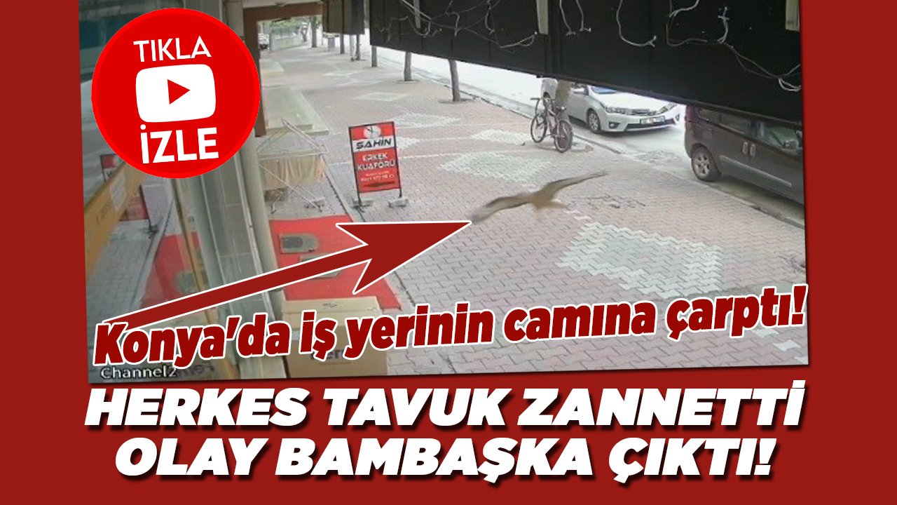 Konya'da iş yerinin camına çarptı! Herkes tavuk zannetti olay bambaşka çıktı