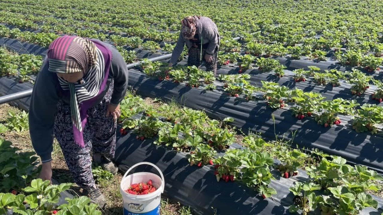 Konya'da çilek bahçelerinde hasat mesaisi başladı