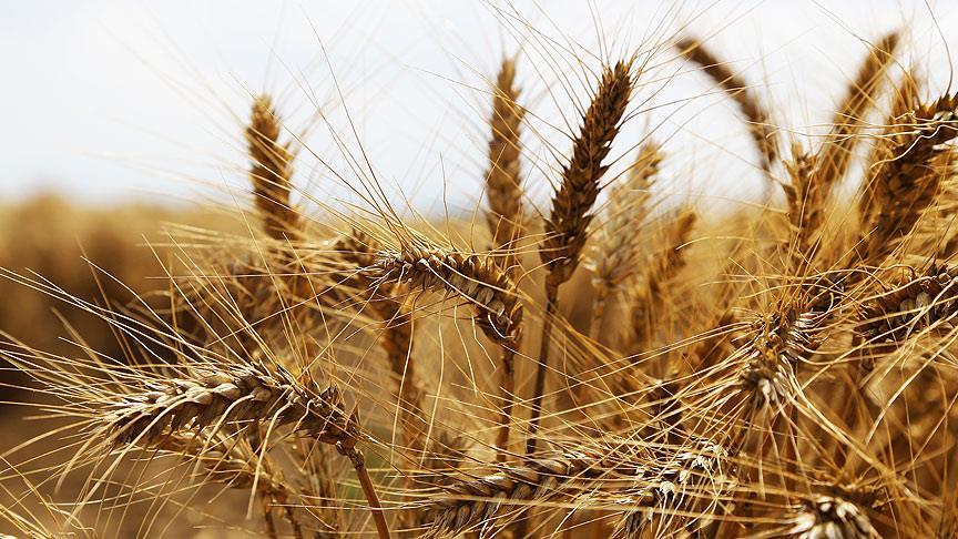 HUBUDER'den buğday arzına ilişkin açıklama
