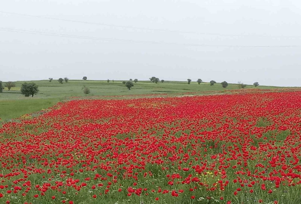 Konya'da ekin tarlaları kırmızıya boyandı