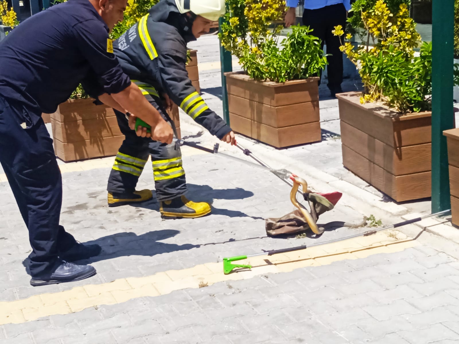 Konya'da yılan yakalama operasyonu