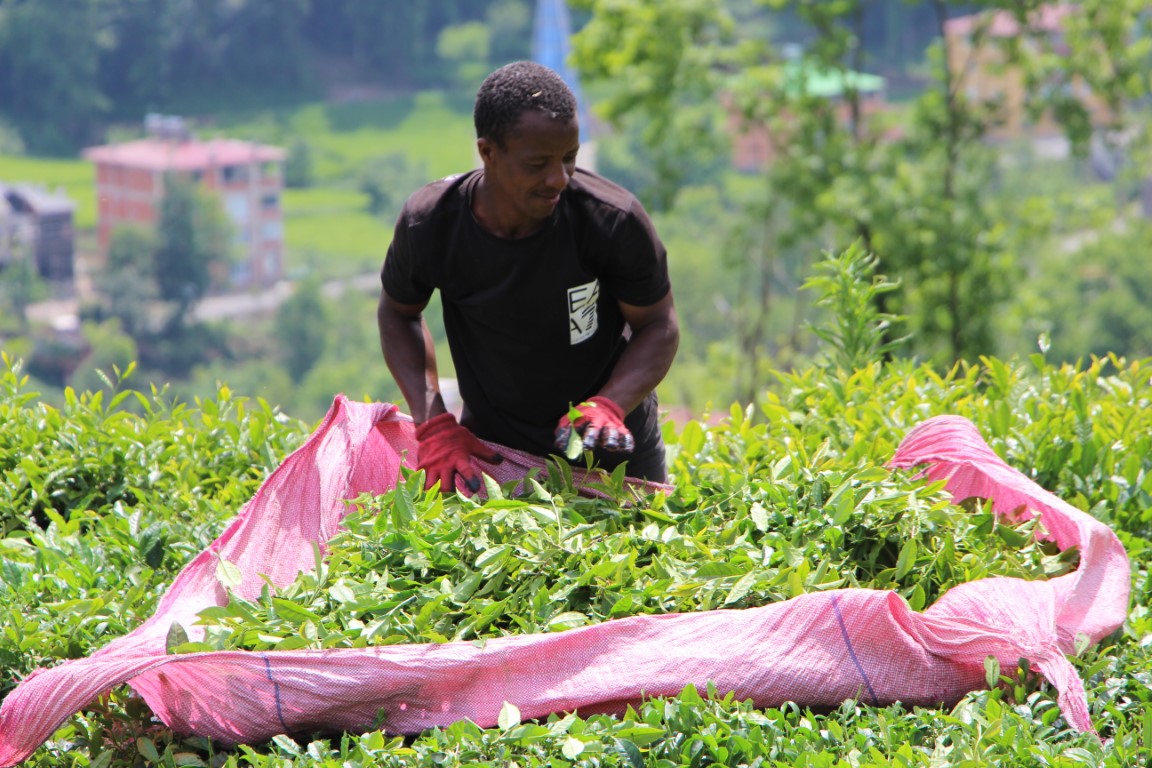 Afrikalı işçiler çay hasadında
