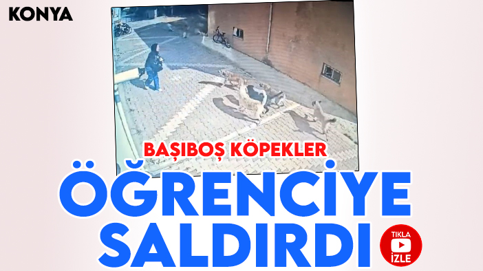 Konya'da başıboş köpekler öğrenciye saldırdı!