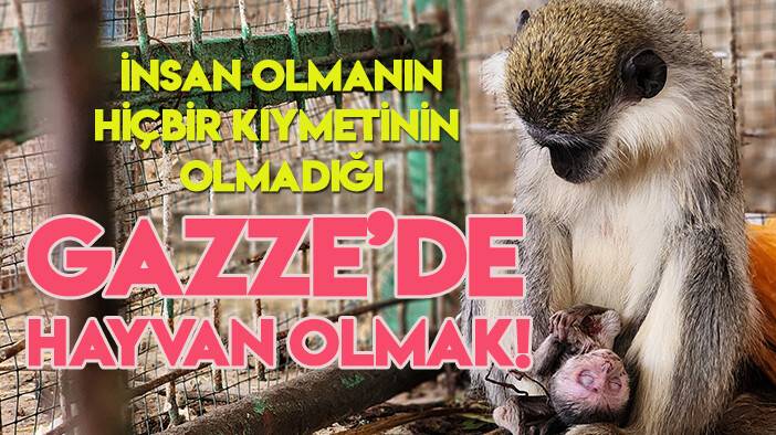 İnsan olmanın hiçbir kıymetinin olmadığı Gazze'de hayvan olmak