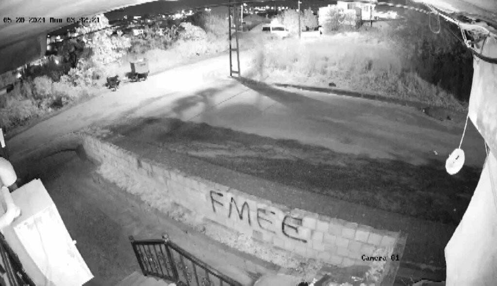 Başıboş köpekler kediyi böyle parçaladı! İşte o anlar