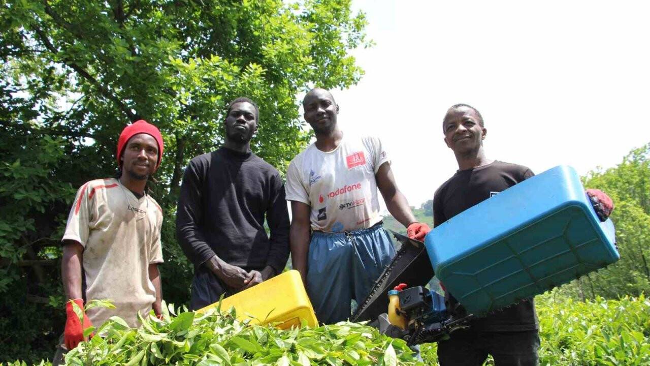 Senegalli çay işçileri sınır dışı mı edilecek?