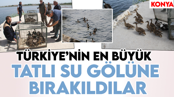Türkiye'nin en büyük tatlı su gölüne salındılar