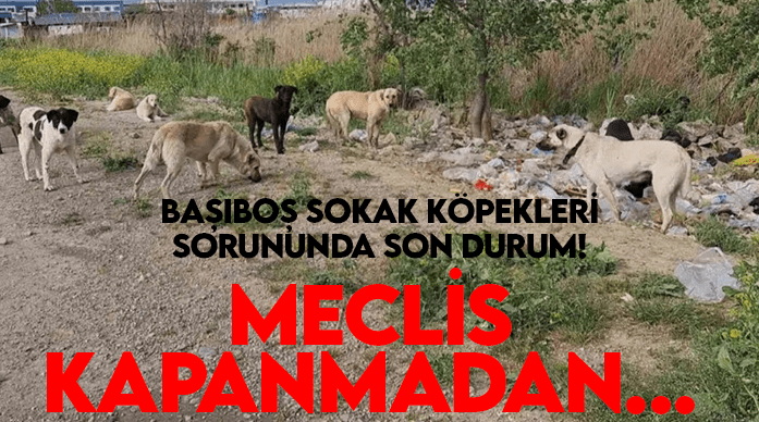 Başıboş sokak köpekleri sorununda son durum! Meclis kapanmadan...