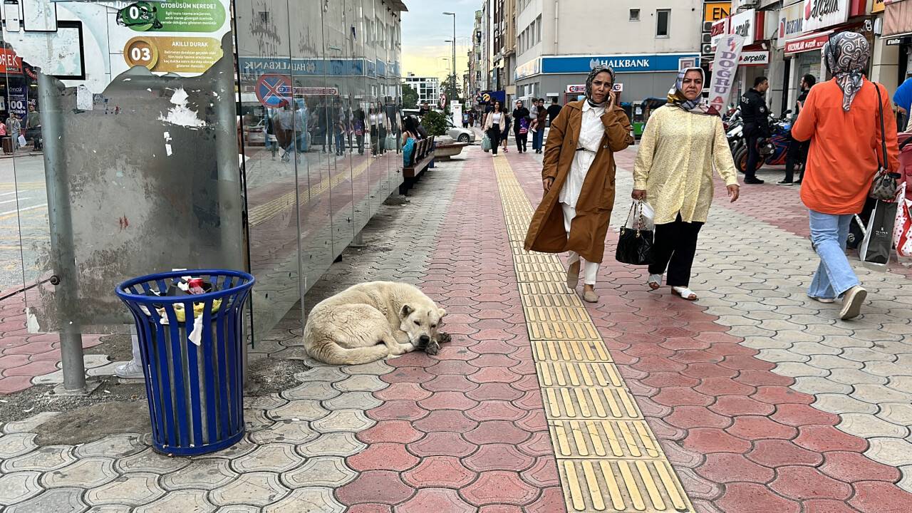 Hatay'da sahipsiz köpekler öğrencilere saldırdı