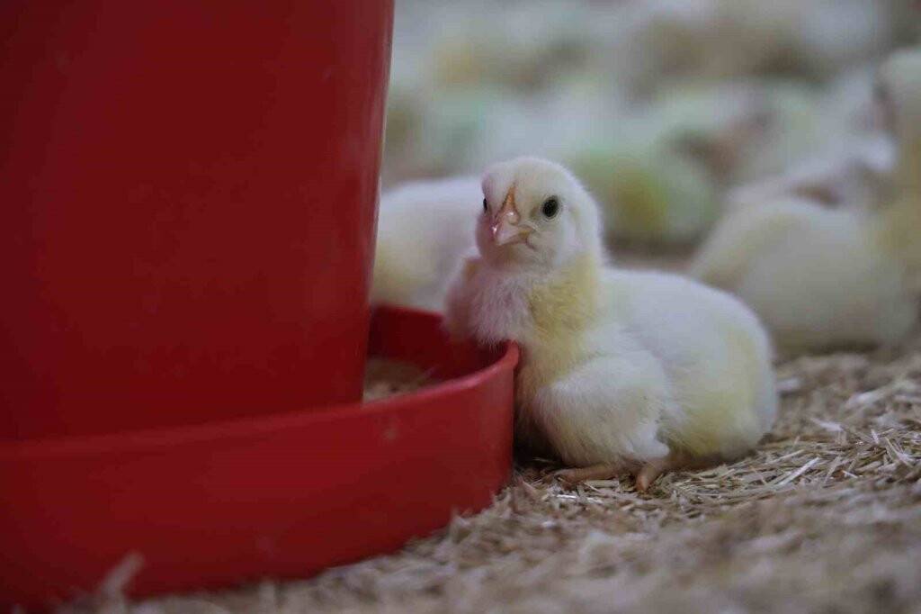 25 yıllık basın sektöründen çiftlik kurmaya karar verdi