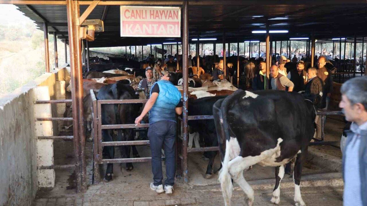 Kurbanlıklar pazara indi