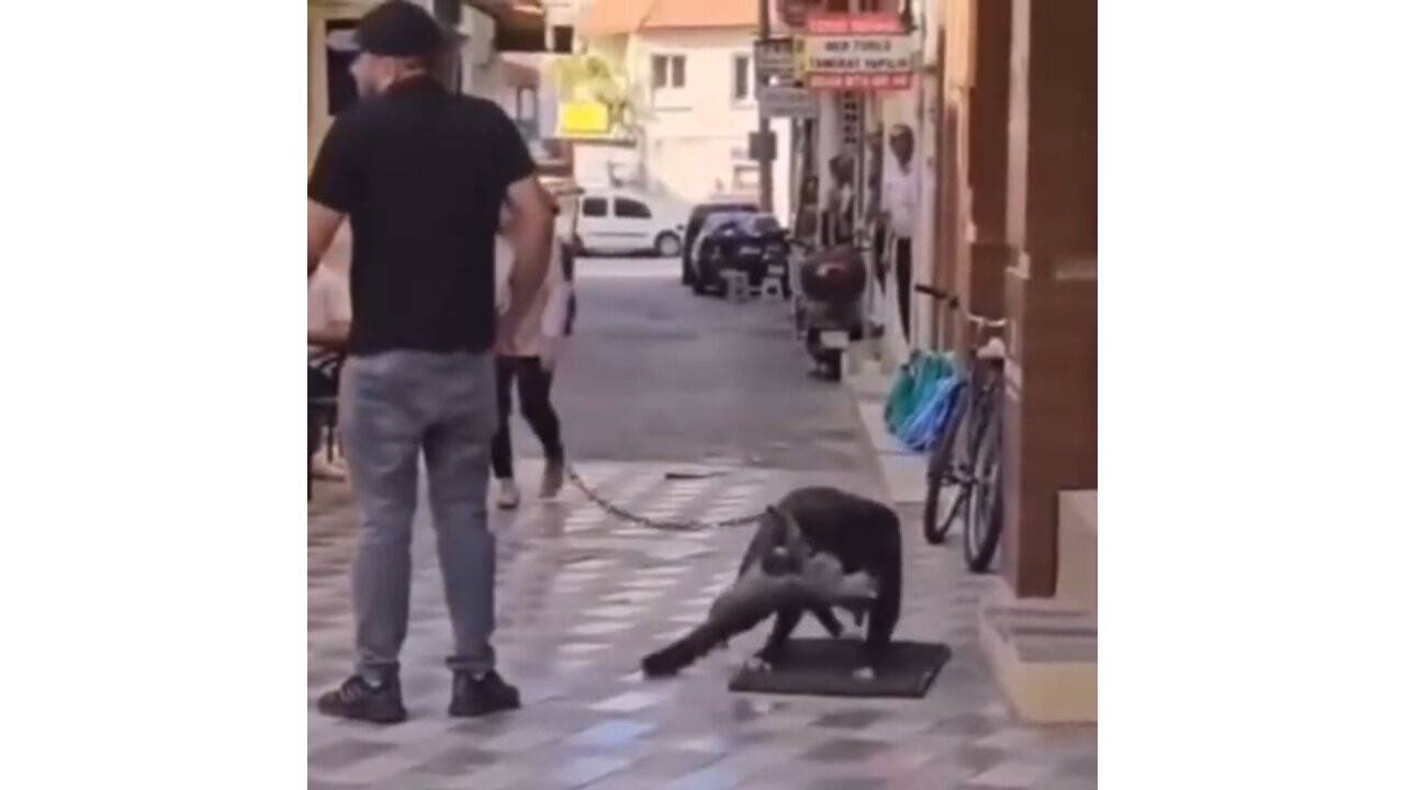 İzmir’de yasaklı köpeki ırk gezdiren şahıs köpeğini kediye saldırttı