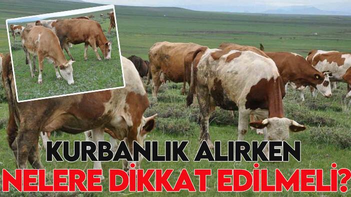 Kurbanlık alırken nelere dikkat edilmeli?