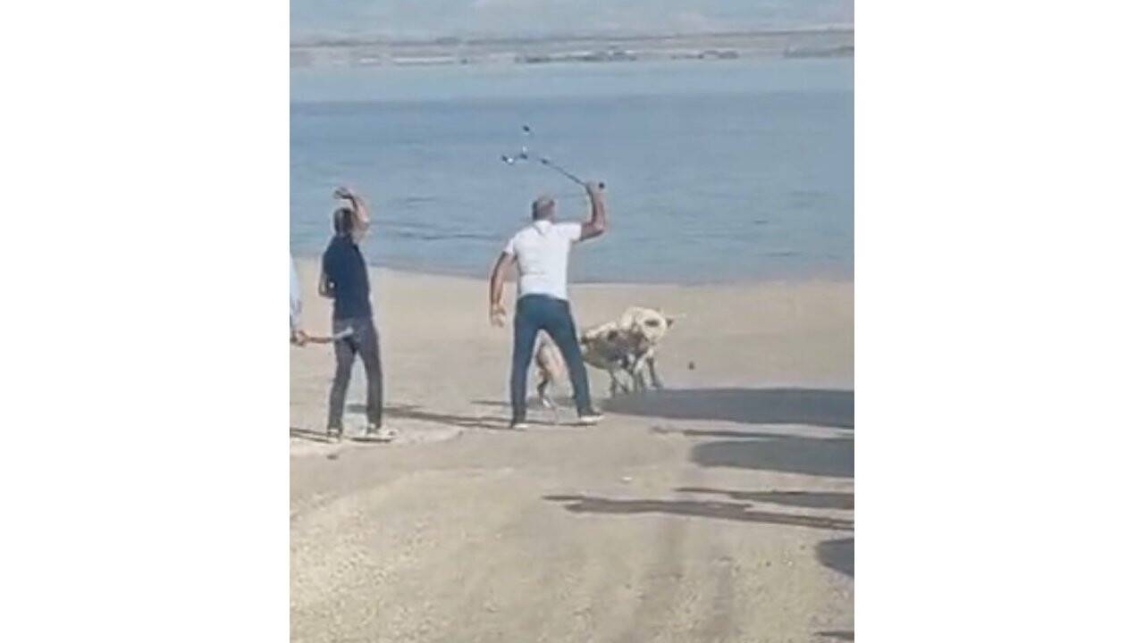 Başı boş köpeklerin kavgasını vatandaşlar sopa ile ayırdı