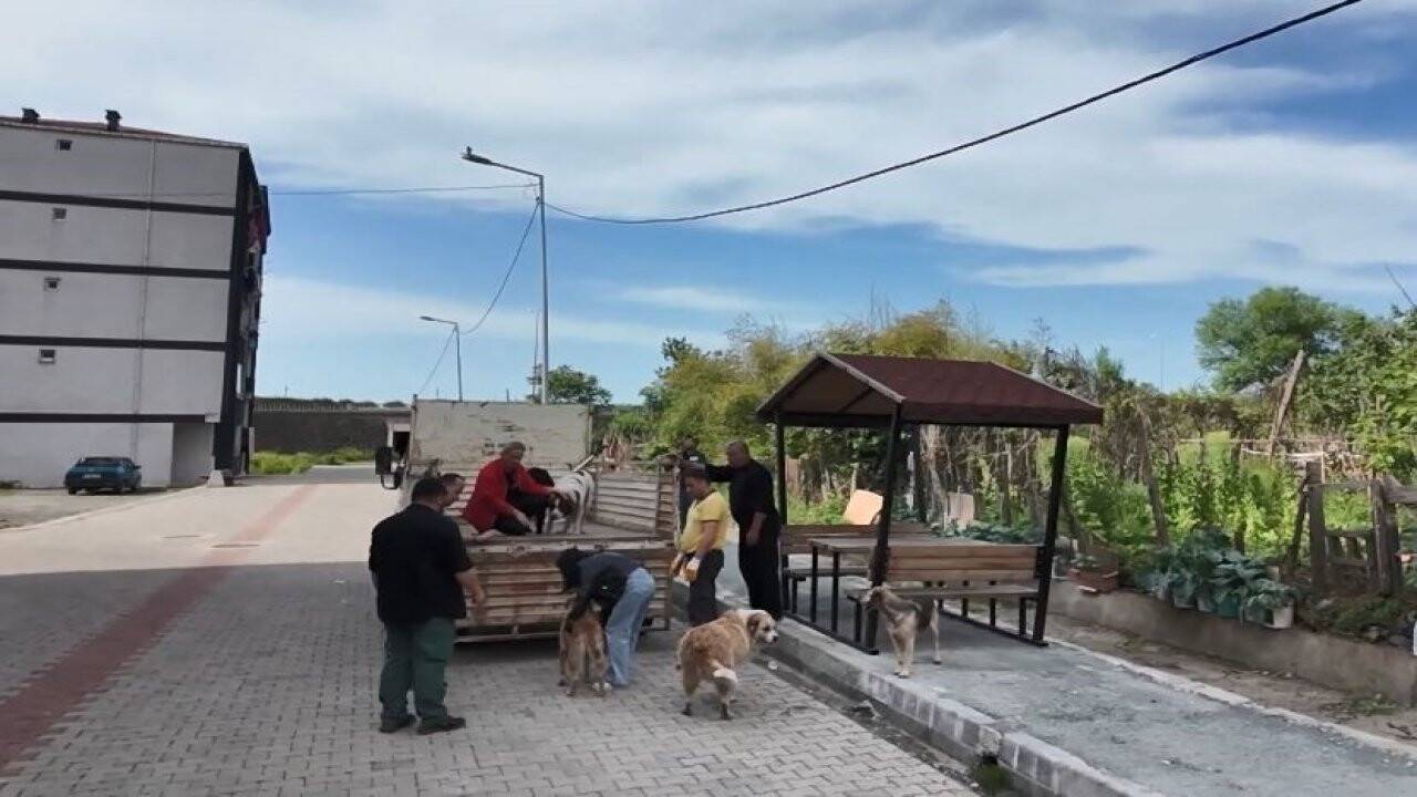 Başıboş sokak köpekleri mahalleliyi birbirine düşürdü