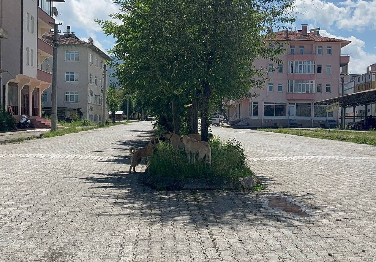 Sokak köpekleri saldırdı, istinat duvarından atlayarak kurtuldu