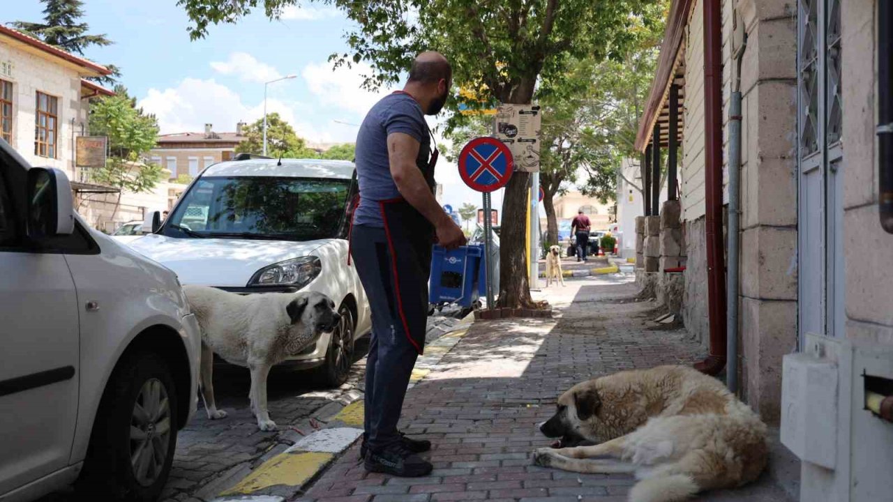 Kapadokya’da sokak köpekleri turizmi de etkiliyor