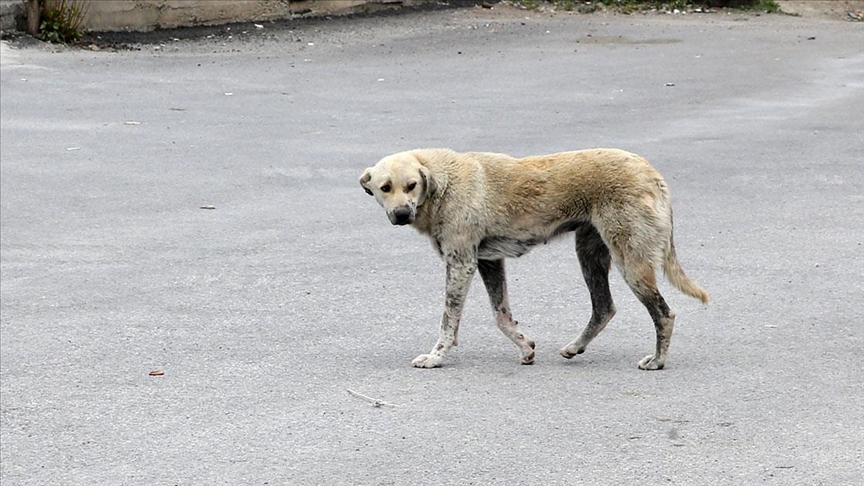 Diyarbakır'da başıboş köpek saldırısında 60 yaşındaki kadın hastanelik oldu