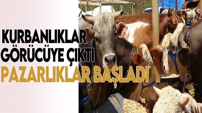 Kurbanlıklar görücüye çıktı: Pazarlıklar başladı