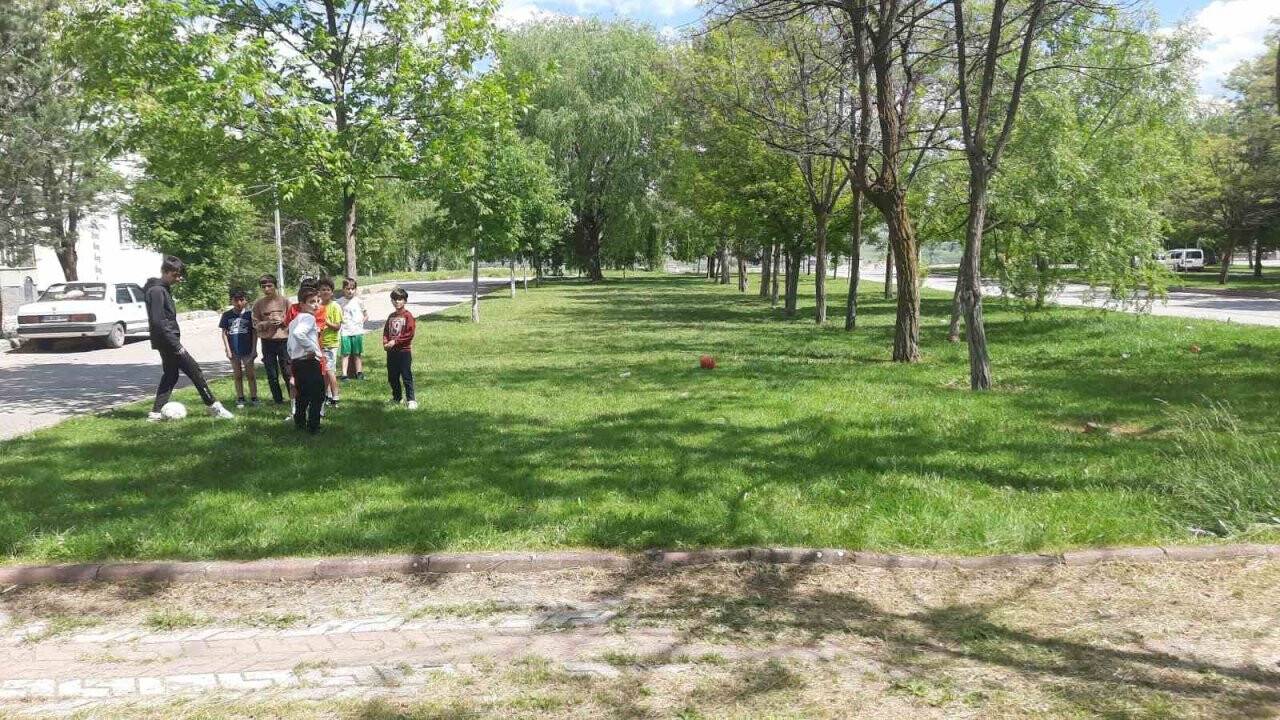 Başıboş köpekler dehşet saçtı