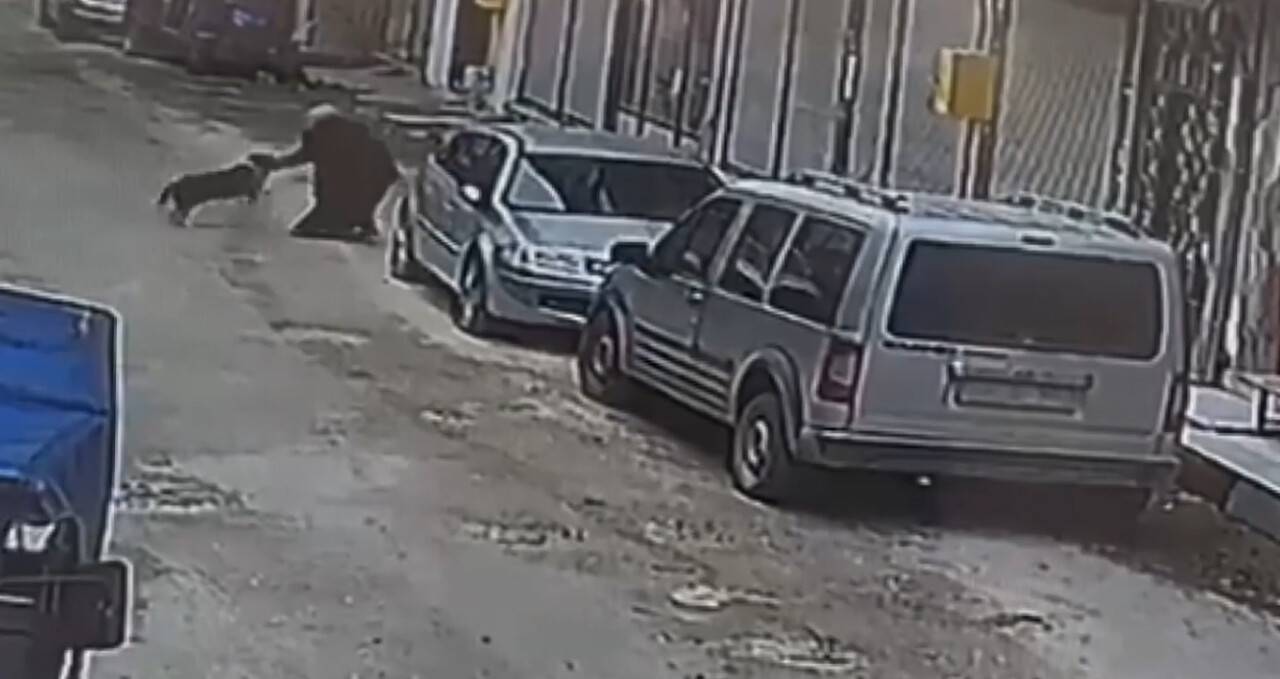 Sahipsiz köpek sokaktan geçen kadına saldırdı / TIKLA&İZLE