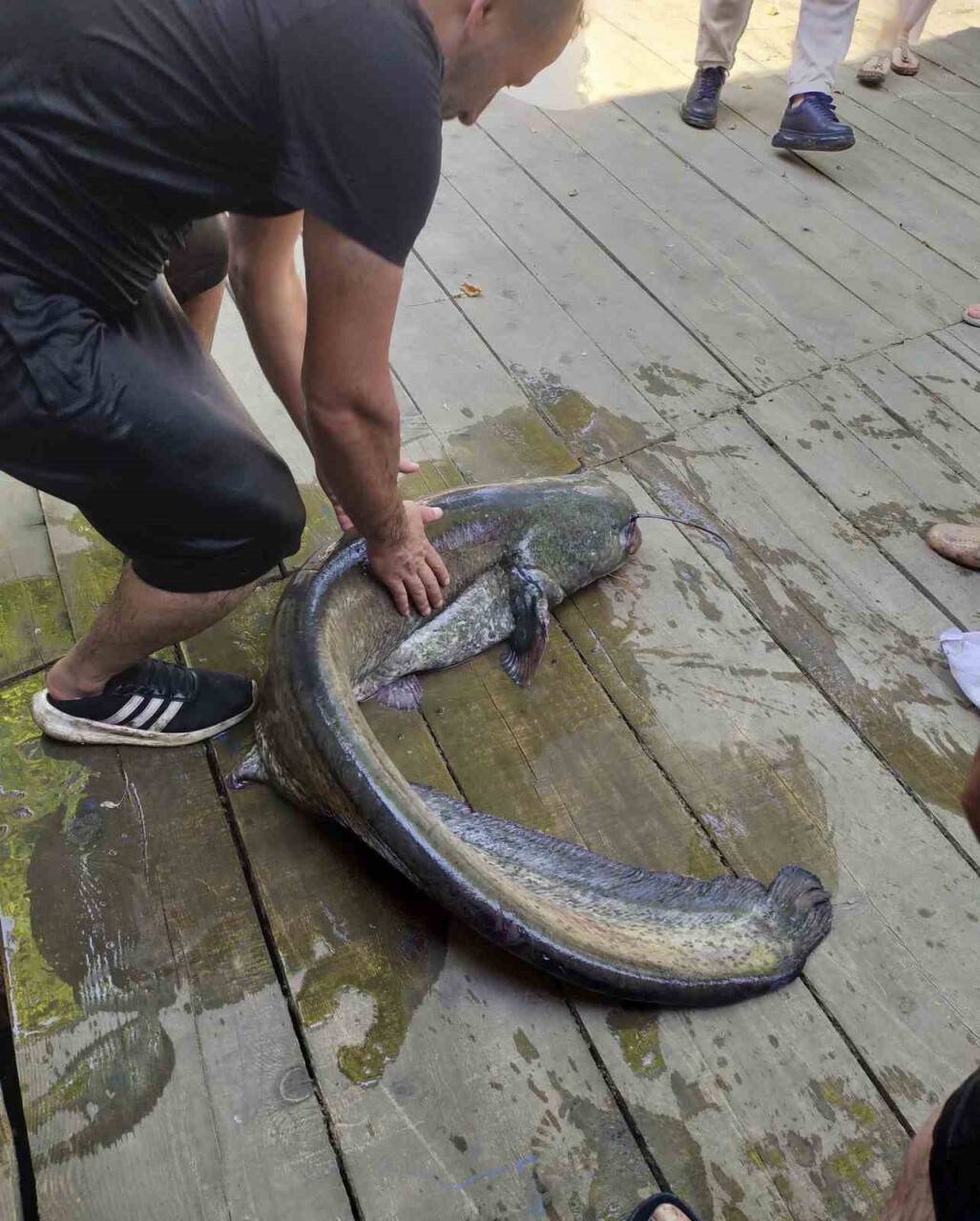 Amatör balıkçının ağına 52 kiloluk yayın balığı takıldı