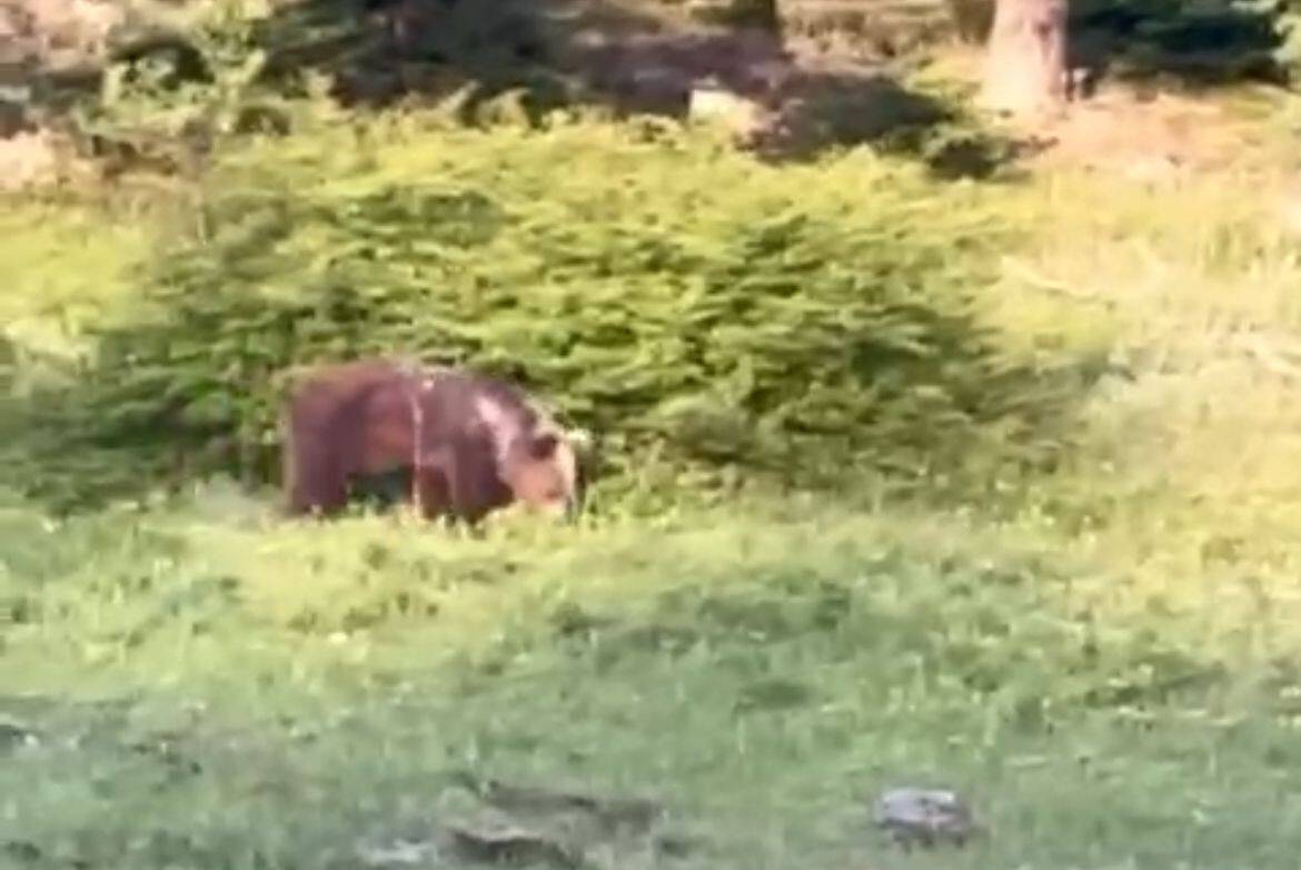 Ormanda havlayan insan gören ayının şaşkınlığı kamerada!