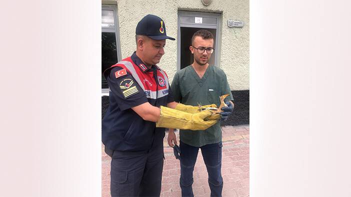 Konya'da yaralı balaban kuşuna jandarmadan şefkat eli