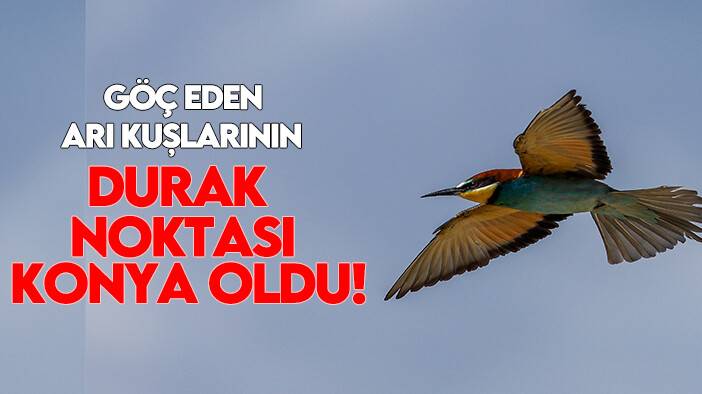 Göç eden arı kuşlarının durak noktası Konya oldu!