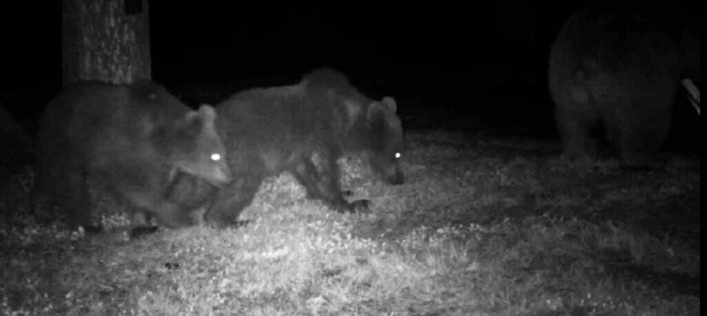 Kamp yapan gençlerin boz ayılarla mücadelesi (TIKLA&İZLE)