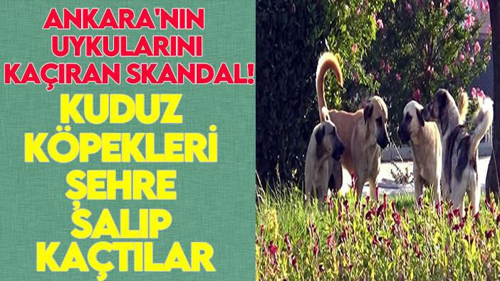 Ankara'da kuduz alarmı: Kuduz köpekleri şehre saldılar!