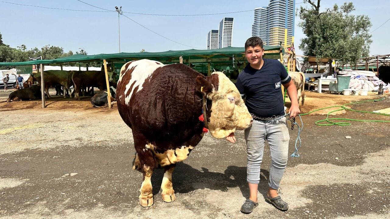 1,3 tonluk kurbanlık Uğur, fiyatıyla kendi alabilecek babayiğiti bekliyor!