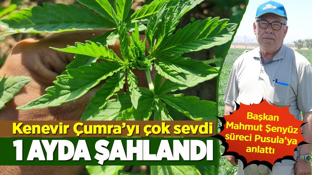 Kenevir Çumra’yı sevdi: 1 ayda şaha kalktı