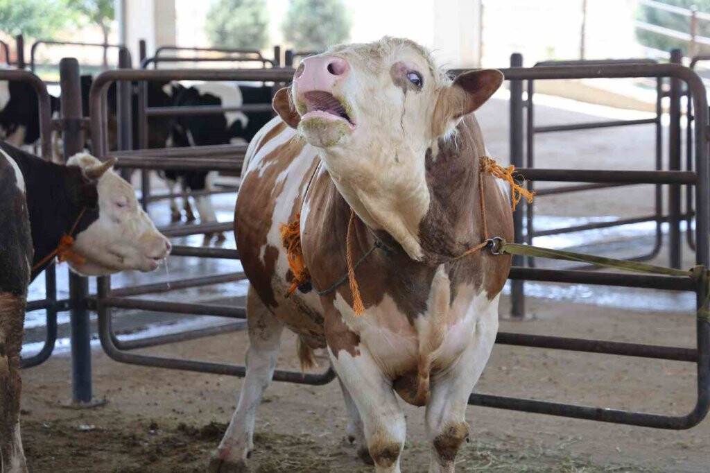 Dev kurbanlık  230 bin liraya satışta