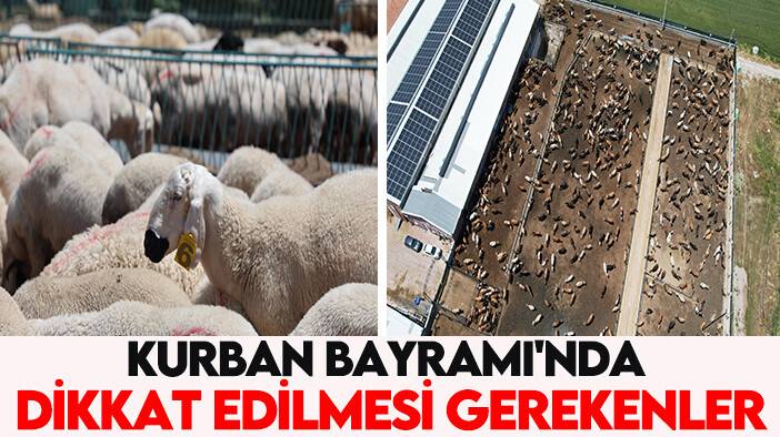 Kurban Bayramı'nda dikkat edilmesi gerekenler: Uzmanlardan öneriler