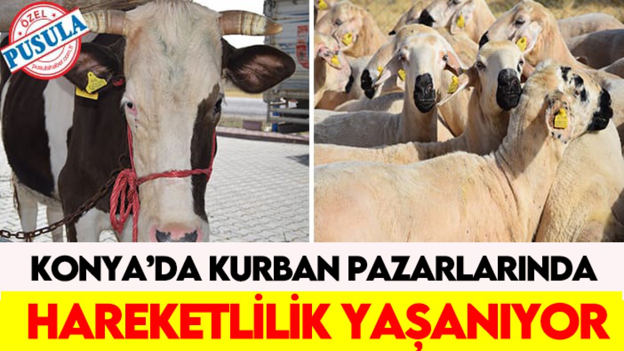 Konya’da kurban pazarlarında hareketlilik yaşanıyor