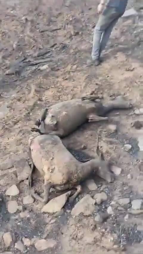 Koyun sürüsü alevlerin arasında kaldı