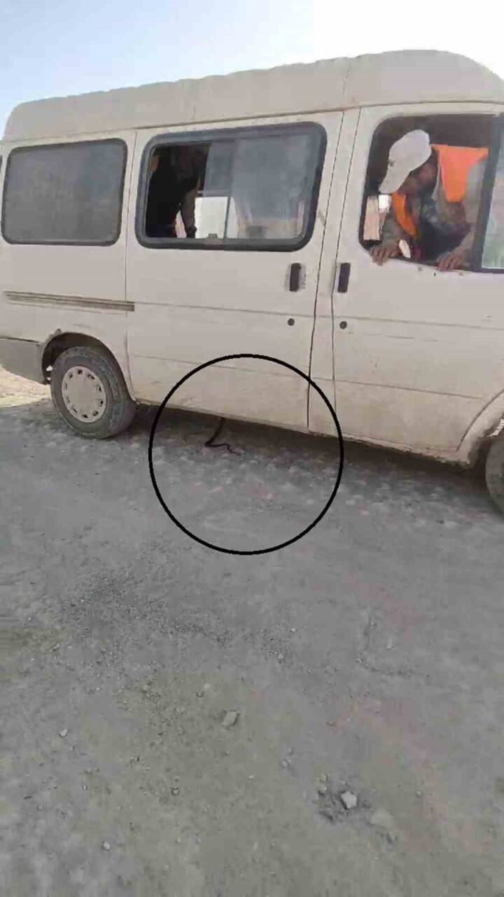 İzleyenleri gülümseten yılan kovalamacası araçta son buldu (VİDEOLU)