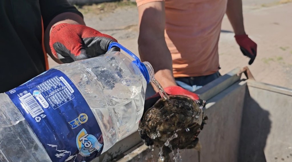Çöp konteynırına atılan kaplumbağaları temizlik görevlisi kurtardı