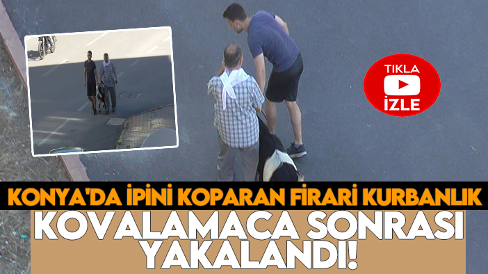 Konya'da ipini koparan firari kurbanlık kovalamaca sonrası yakalandı!