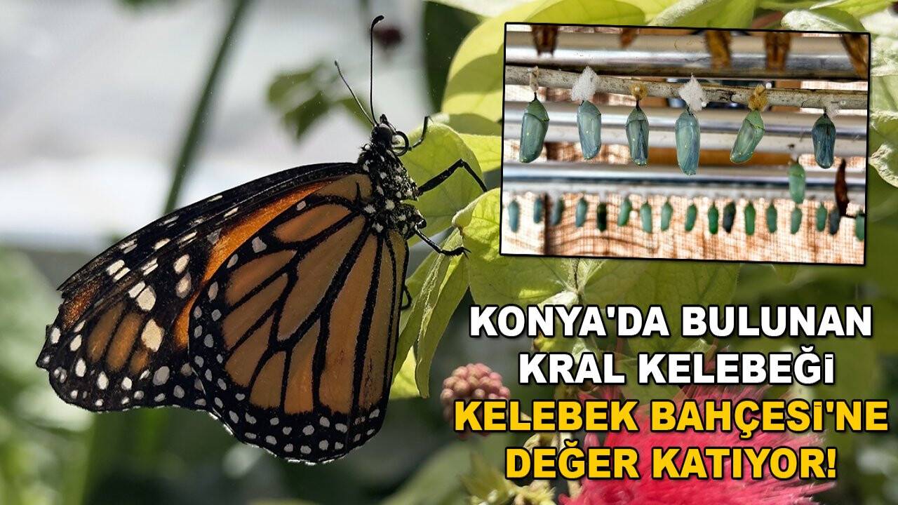 Konya'da bulunan Kral kelebeği Kelebek Bahçesi'ne değer katıyor