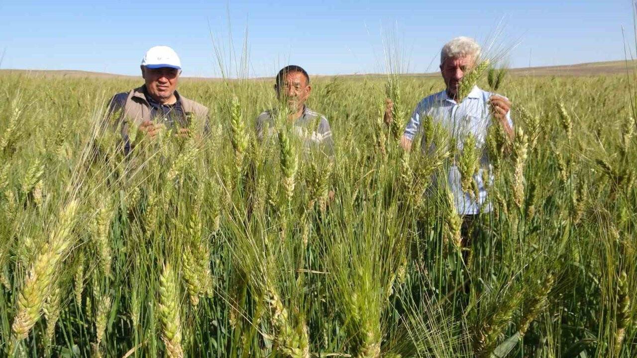 Ata tohumu ile ekim yaptı, boyu insan boyunu geçti