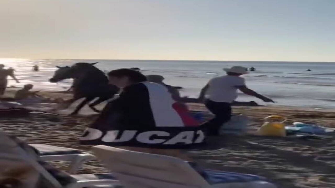 Plaja giren atlar ortalığı karıştırdı