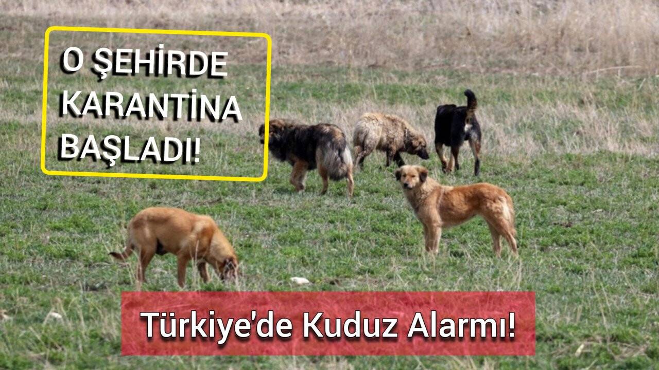Türkiye'de kuduz alarmı! O şehirde karantina başladı